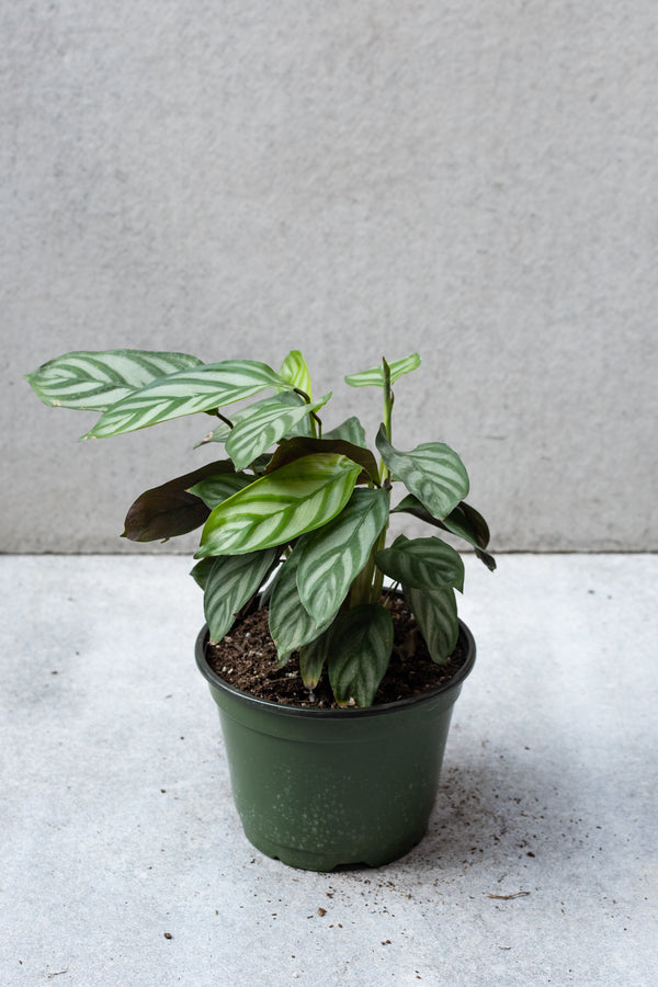 Ctenanthe oppenheimiana in a 6 inch growers pot. 