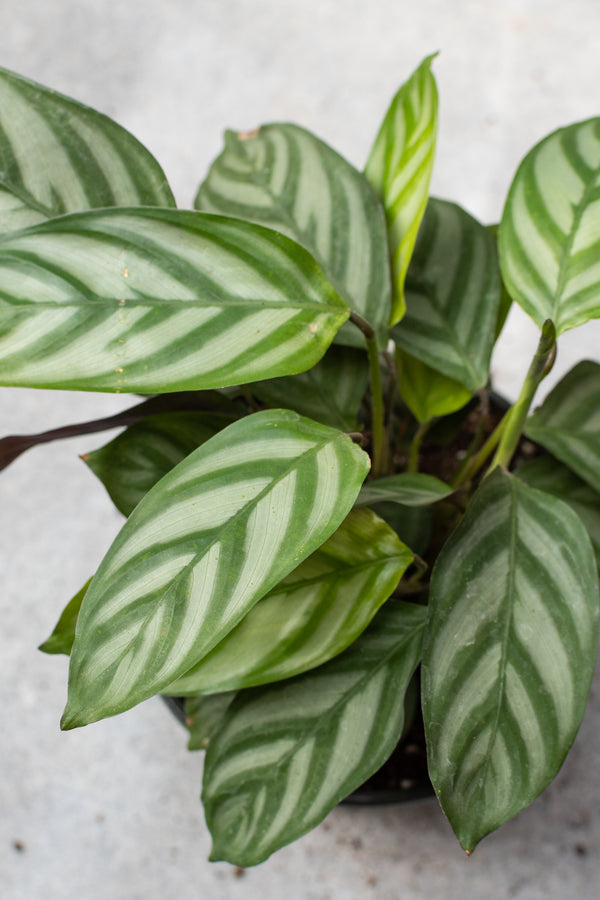 Ctenanthe oppenheimiana close up detail of the leaves. 