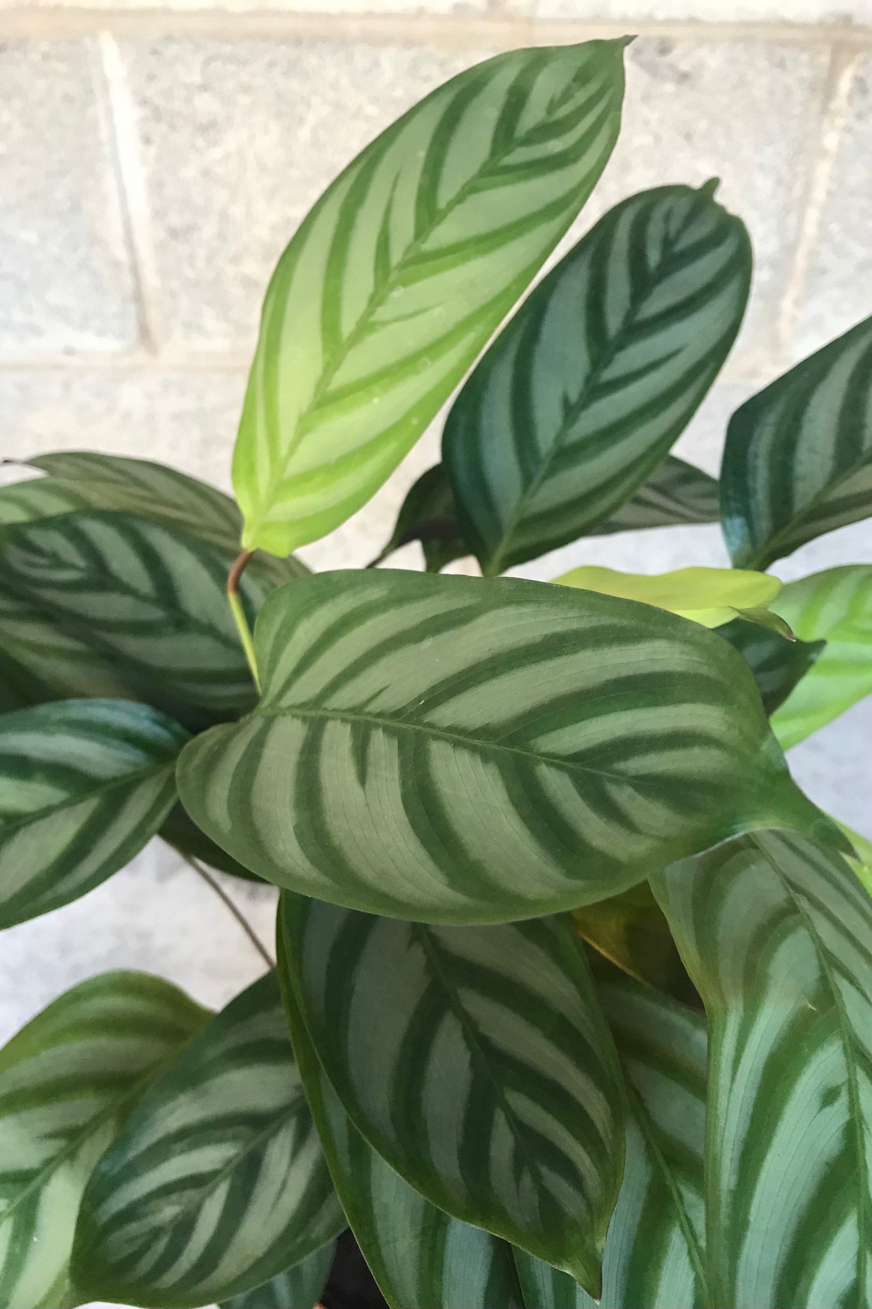 Close up of Ctenanthe setosa leaves in front of concrete wall ©Sprout Home