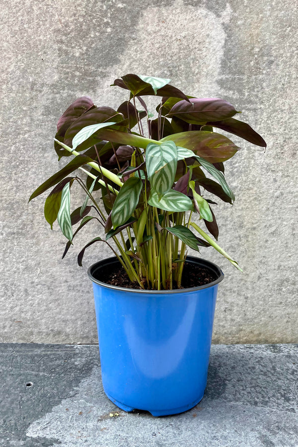 The Ctenanthe setosa "Silver Star" sits in a 10 inch growers pot against a grey backdrop. 