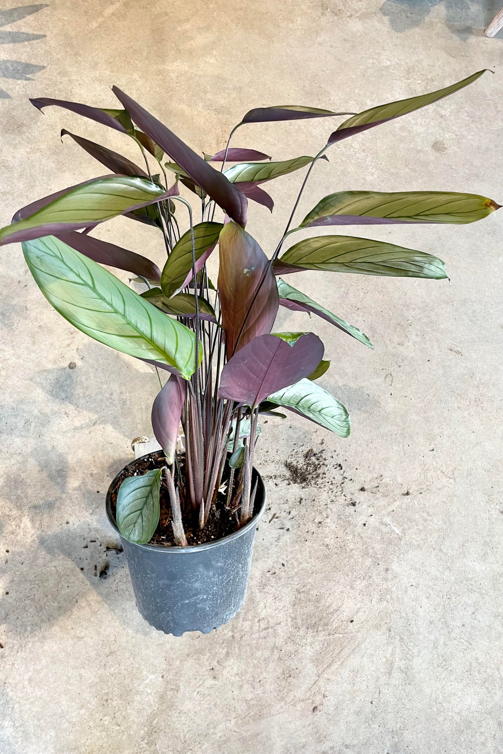The Ctenanth setosa 'Silver Star' 10" sits on a cement floor.  ©Sprout Home