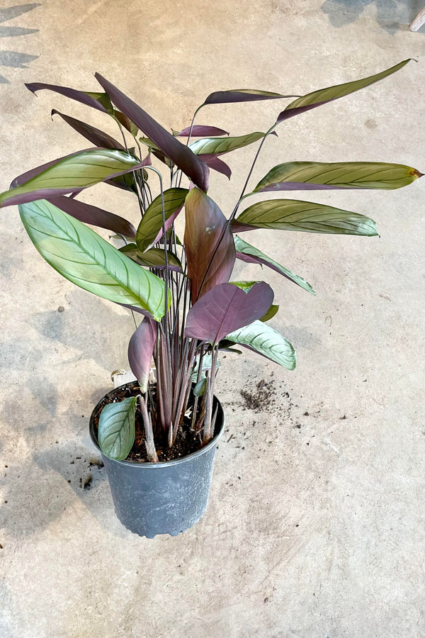 The Ctenanth setosa 'Silver Star' 10" sits on a cement floor. 