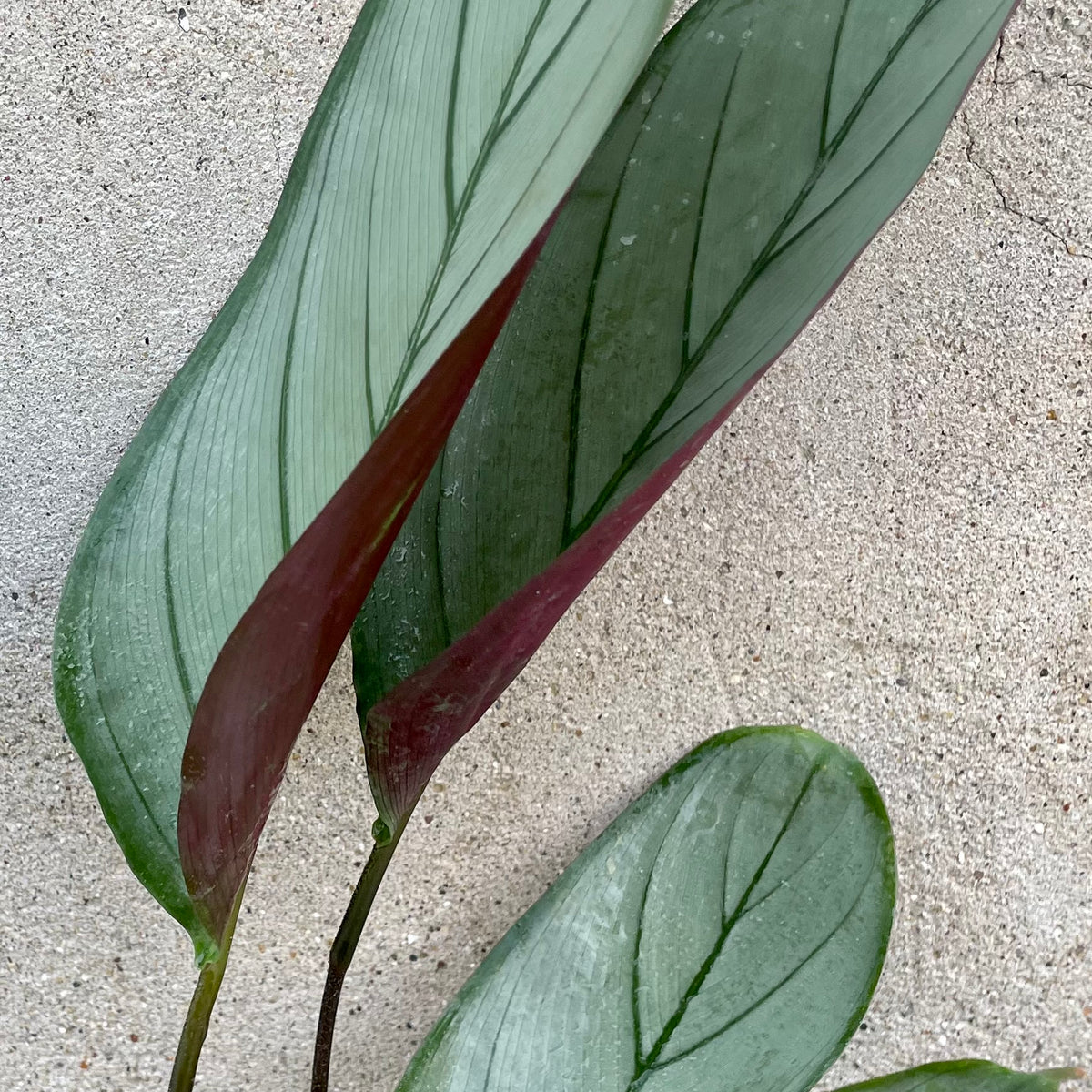 is ctenanthe a prayer plant Ctenanthe setosa 'Silver Star' 6