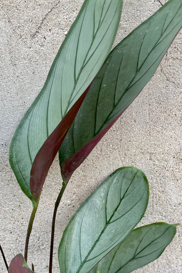 A detailed view of the leaves of the Ctenanthe setosa 'Silver Star' 6" against concrete backdrop