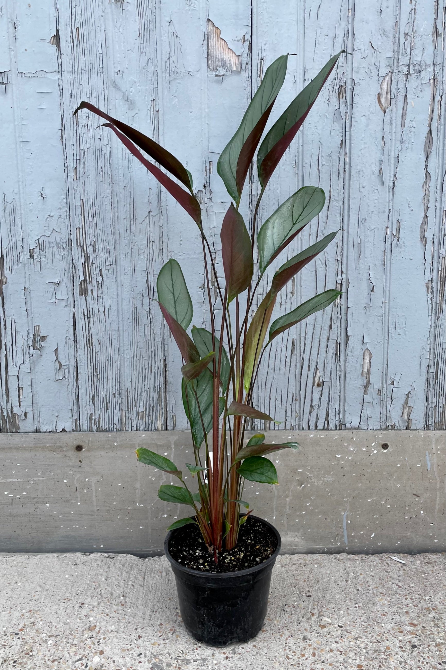 A full view of Ctenanthe setosa 'Silver Star' 6" in grow pot against wooden backdrop ©Sprout Home