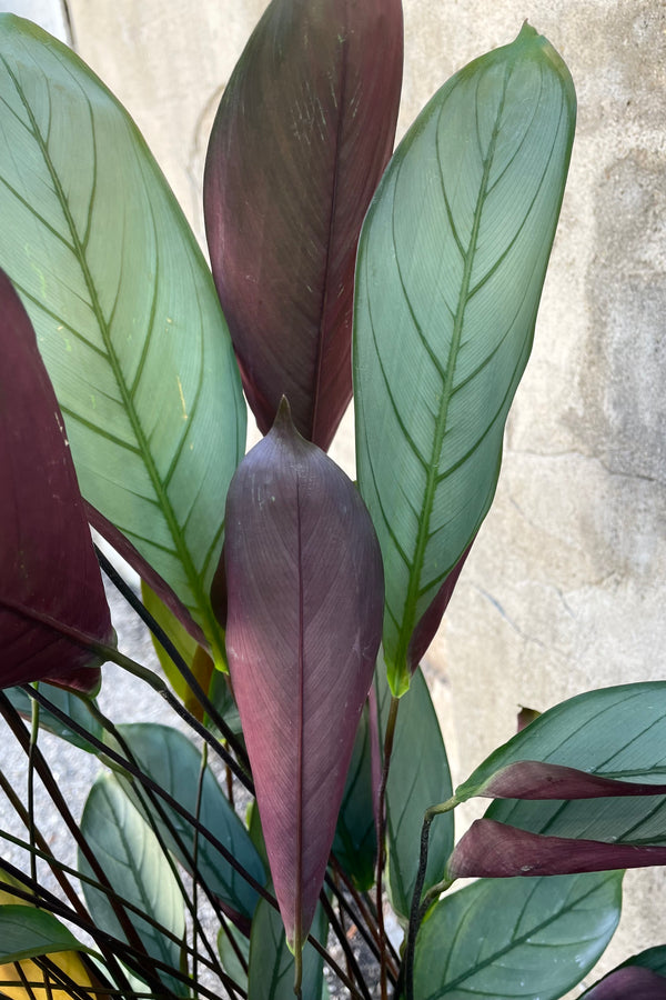 A detailed view of Ctenanthe setosa 'Silver Star' 8" against a concrete backdrop