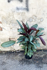 A full view of Ctenanthe setosa 'Silver Star' 8" in a grow pot against a concrete backdrop