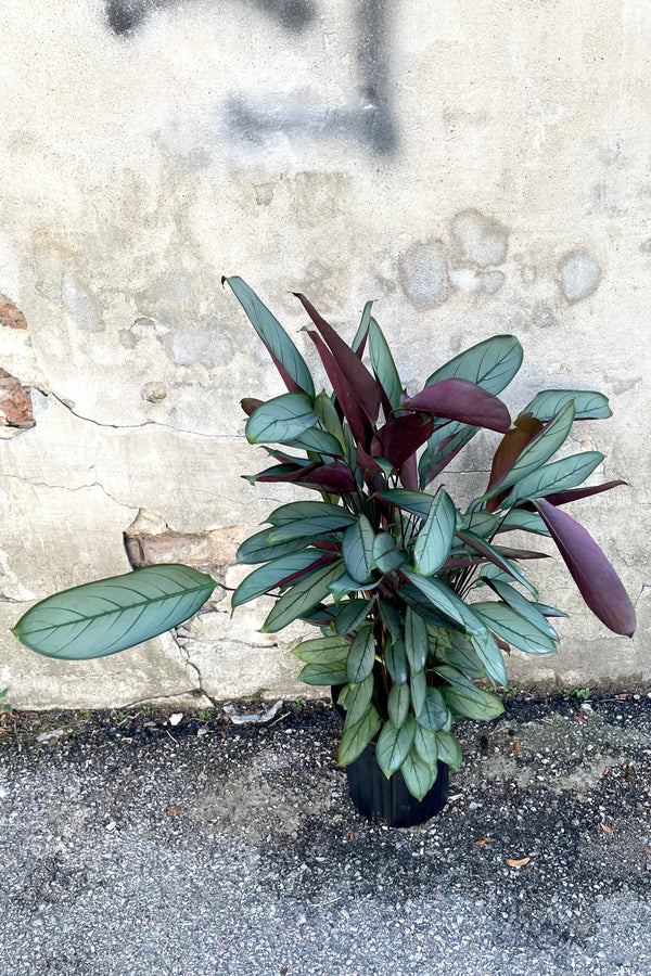 A full view of Ctenanthe setosa 'Silver Star' 8" in a grow pot against a concrete backdrop