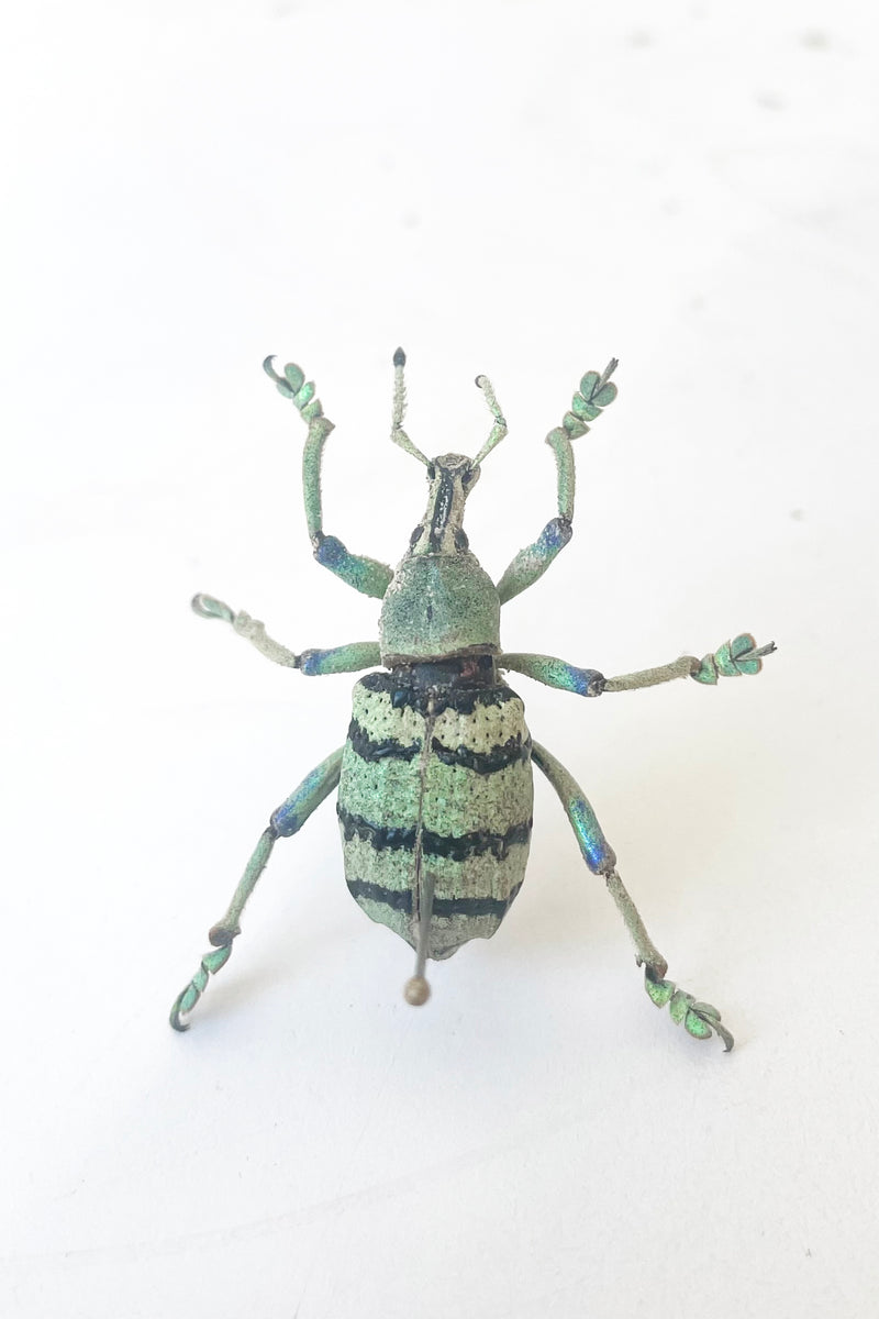 A full view of Eupholus schoenherii, a metallic green and blue weevil against white backdrop