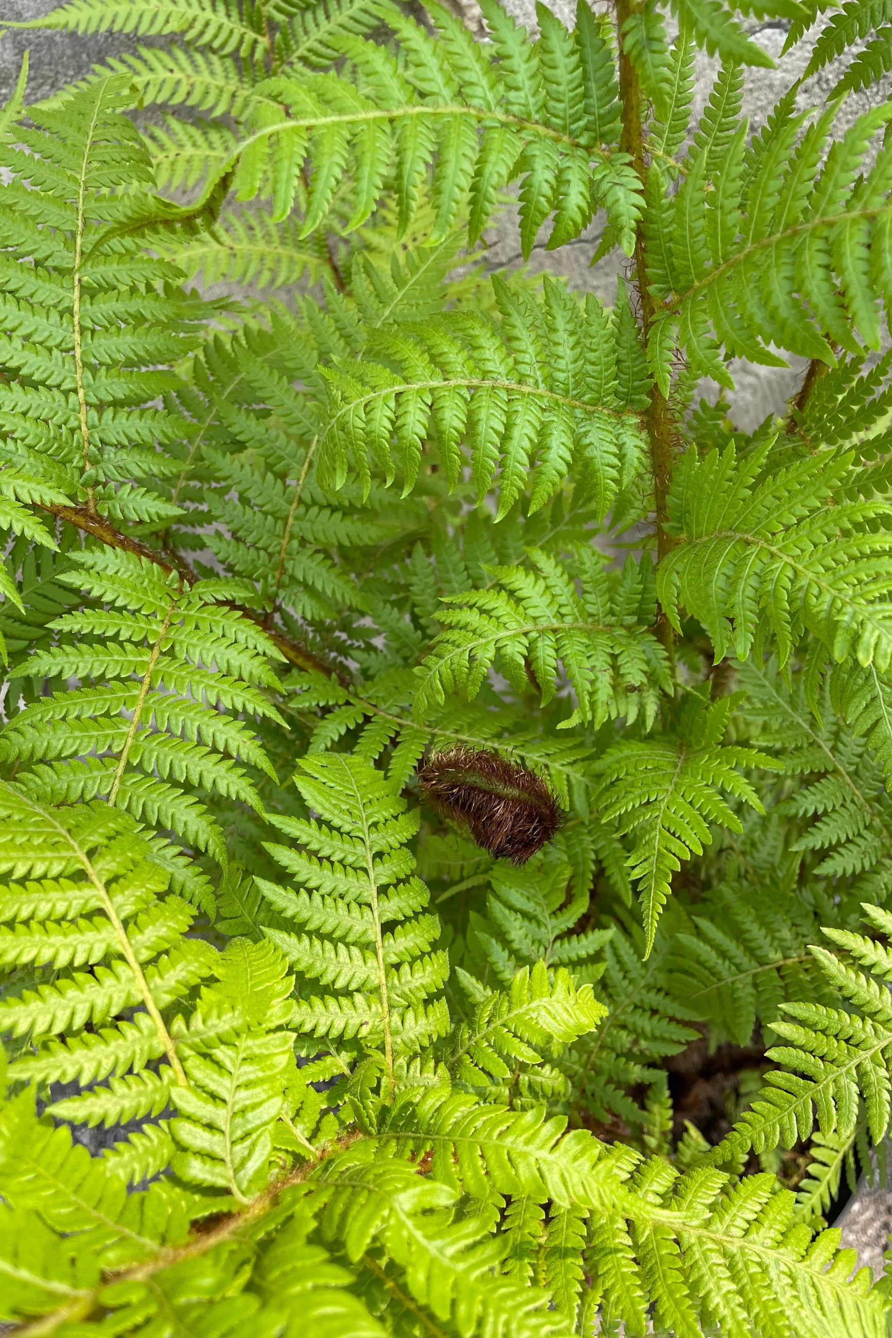 Detail picture of the feathery fronds of a Cyathea cooperi plant. ©Sprout Home