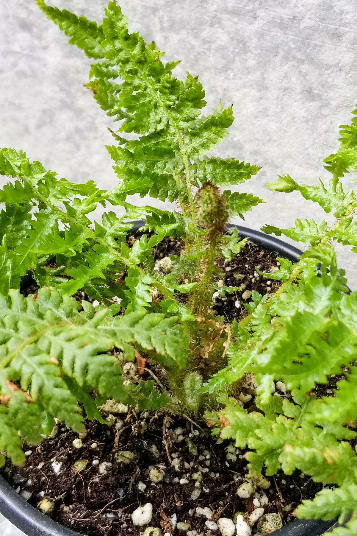 Cyathea cooperi 
