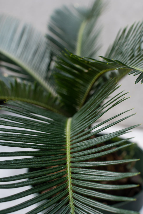 Detail leaf picture of the King Sago Palm.