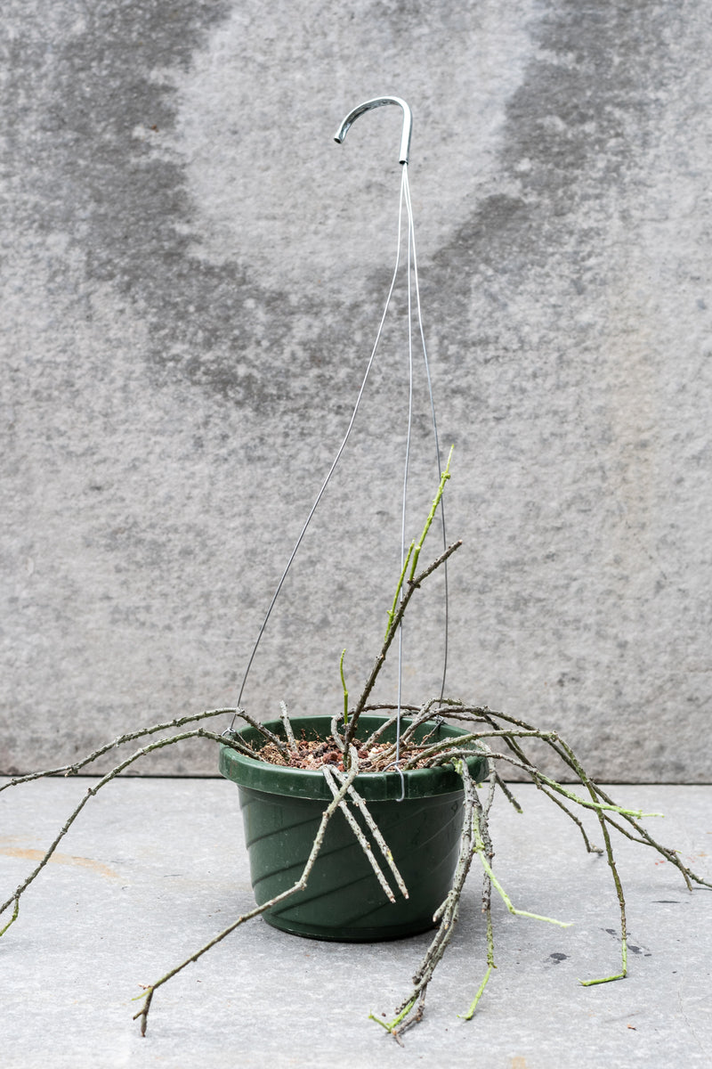 Cynanchum marnieriana in hanging grow pot in front of grey background