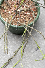 Detail of Cynanchum marnieriana branches in hanging grow pot