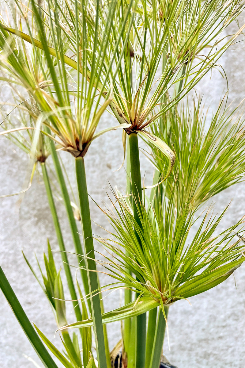 Cyperus papyrus in front of grey background