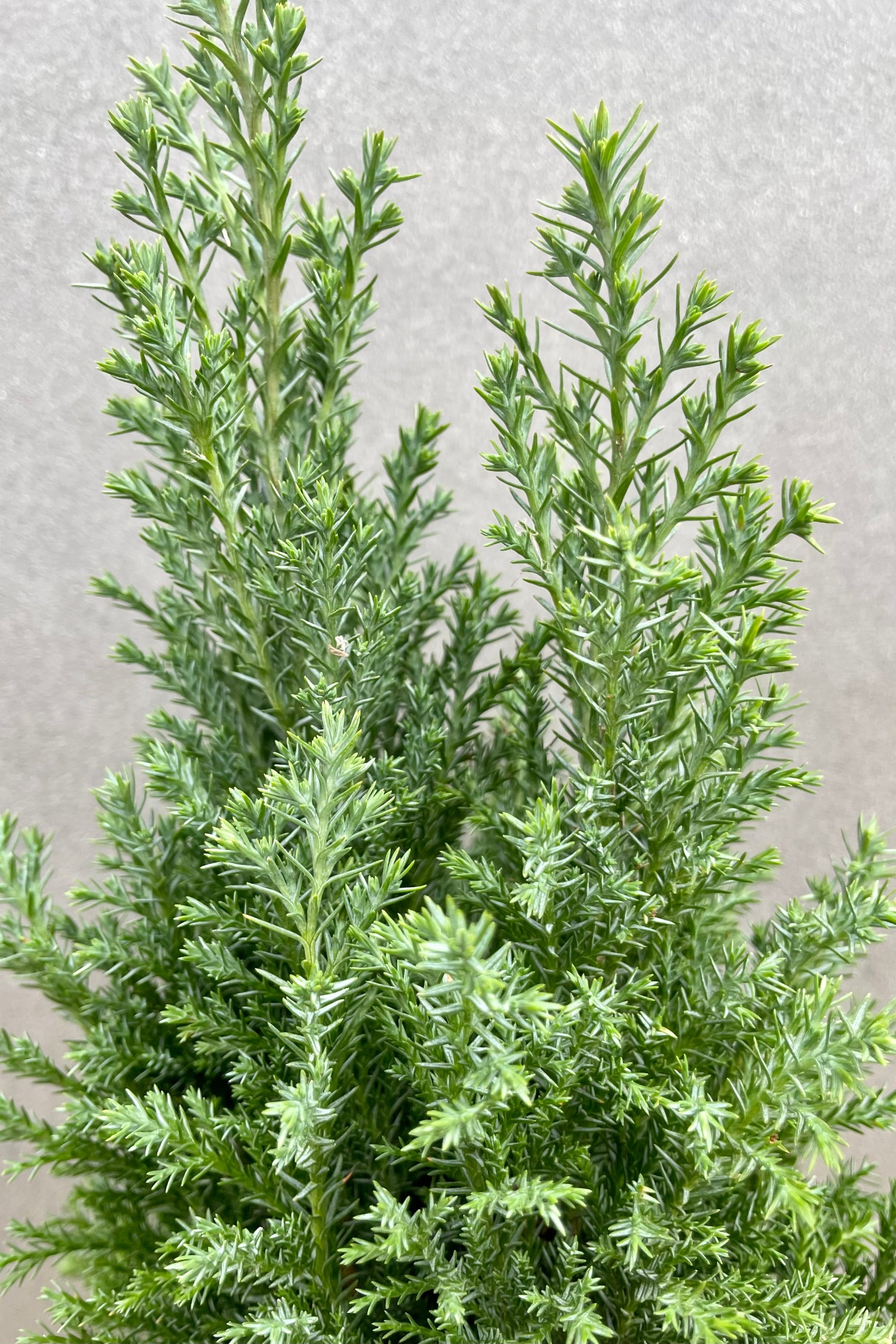A potted dwarf evergreen Cypress with bright green, lightly scented needles. ©Sprout Home