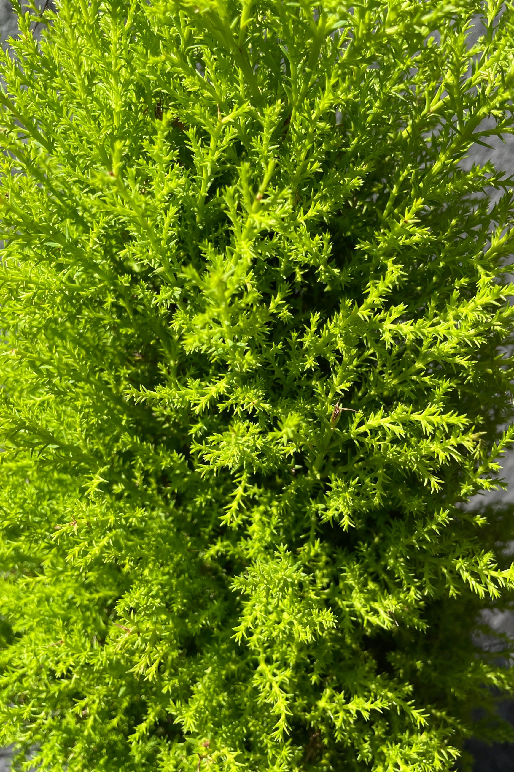 A dwarf evergreen Cypress tree with bright green, lemon-scented needles. ©Sprout Home