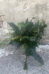 A full view of Cyrtomium falcatum "Holly Fern" 6" in grow pot against concrete backdrop