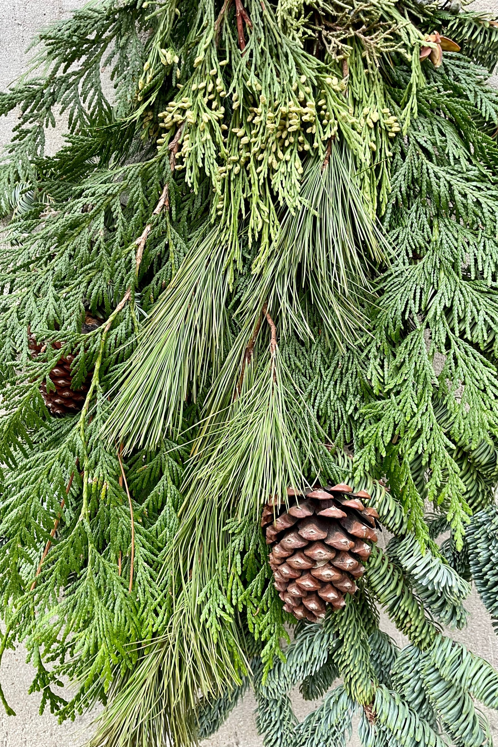 Detail of the Big Daddy door swag showing the variation of evergreen with pine cones.  ©Sprout Home