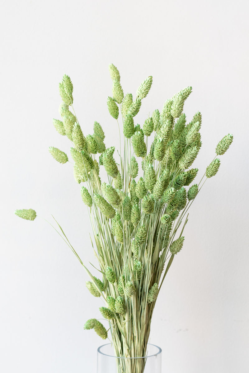 Phalaris Mint Washed Pastel Preserved Bunch in front of white background