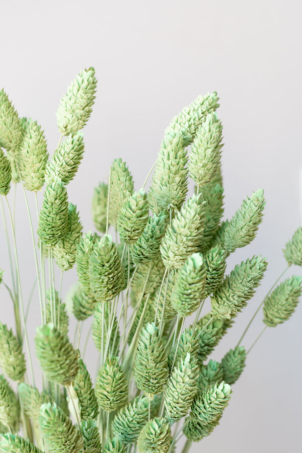 Detail of Phalaris Mint Washed Pastel Preserved Bunch in front of white background