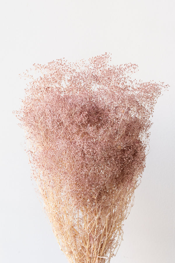 Gypsophila Mini Pale Dark Pink Pastel Preserved Bunch in front of white background