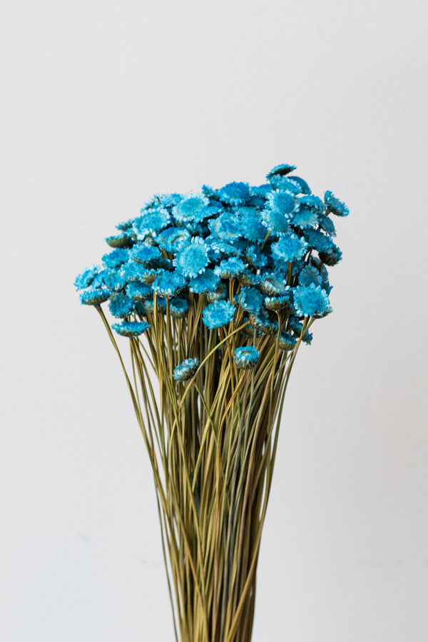 Margaret Indigo Blue Color Preserved Bunch in front of white background