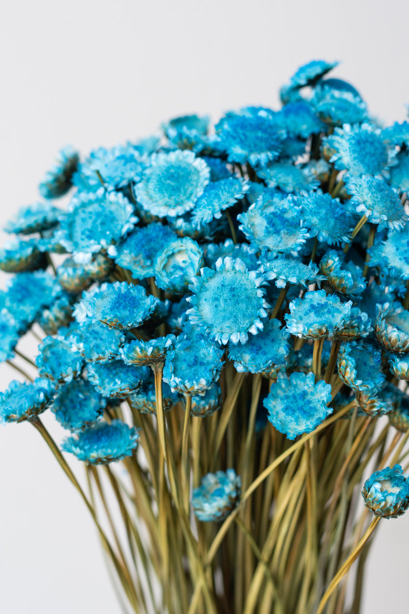 Close up of Margaret Indigo Blue Color Preserved Bunch in front of white background
