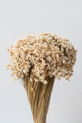 Marcela Natural Preserved Bunch in front of white background
