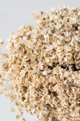 Close up of Marcela Natural Preserved Bunch in front of white background