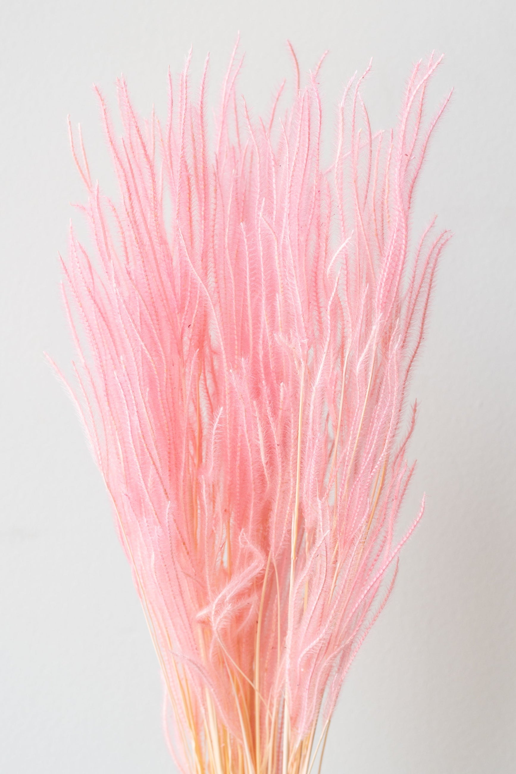 Ouro Blush Pastel Preserved Bunch in front of white background ©Sprout Home