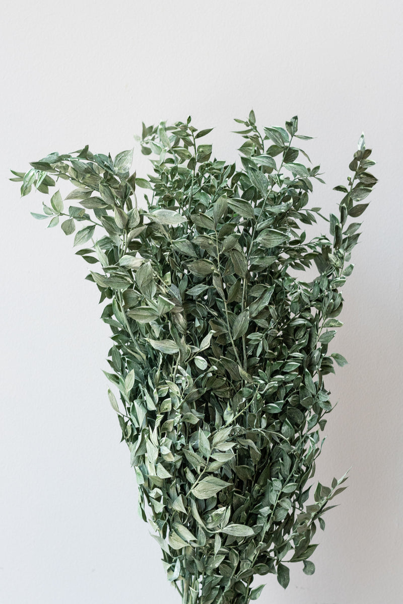 Ruscus Washed Green Matte Preserved Bunch