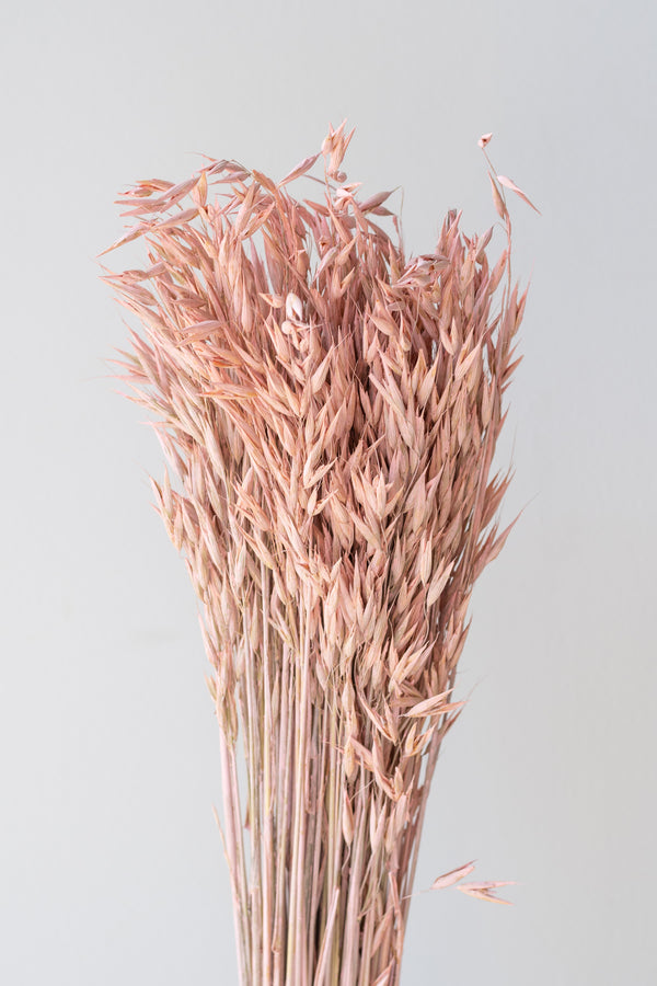 Avena Sativa Matte Pink Washed Color Preserved Bunch in front of white background