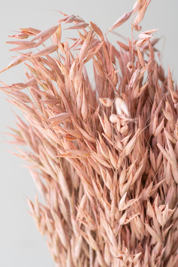 Detail of Avena Sativa Matte Pink Washed Color Preserved Bunch in front of white background