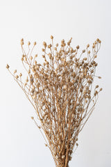 Zarcillo Natural Preserved Bunch in front of white background
