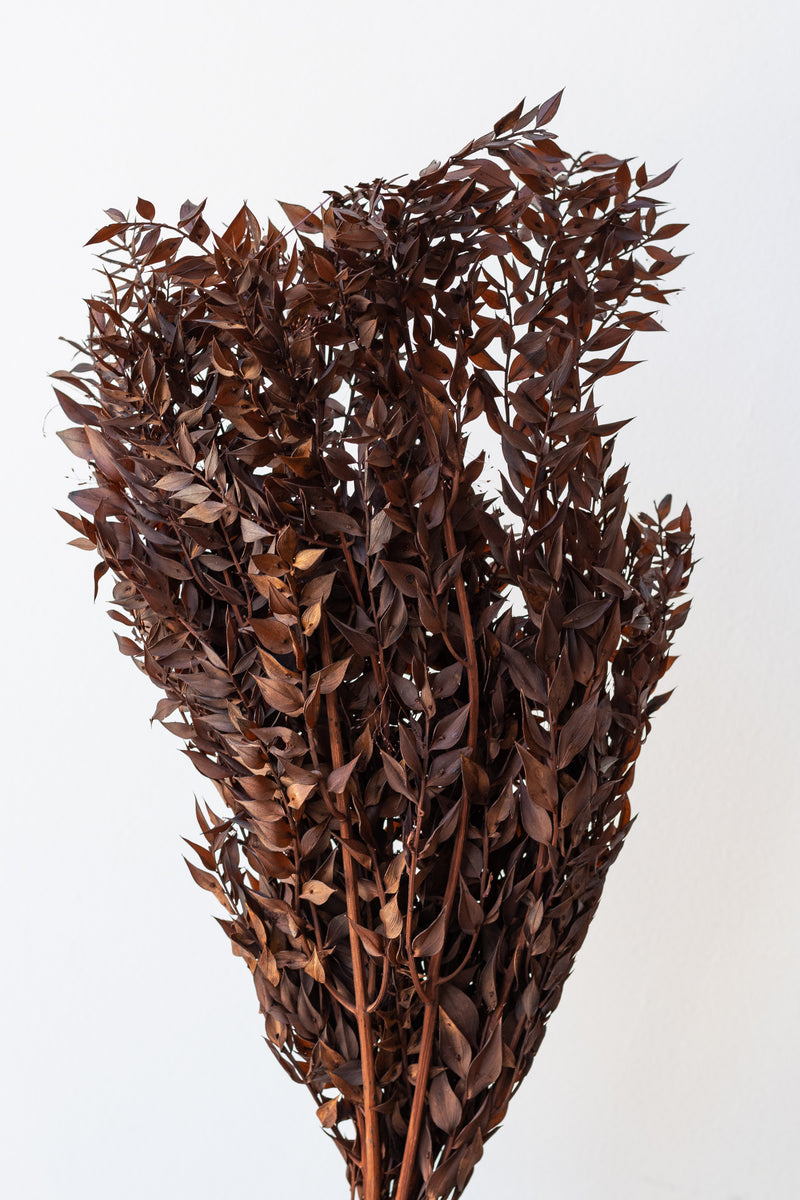Ruscus Rust Color Preserved Bunch in front of white background