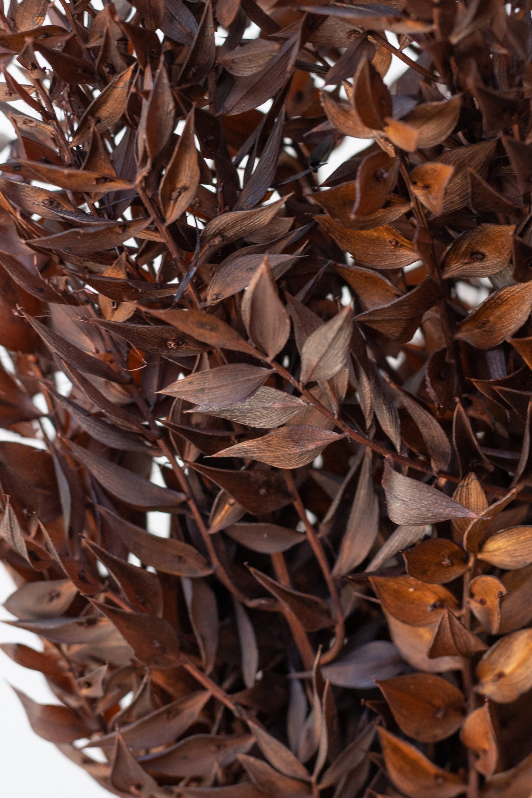 Close up of Ruscus Rust Color Preserved Bunch in front of white background ©Sprout Home