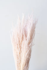 Agrostis Pale Dark Pink Pastel Color Preserved Bunch in front of white background