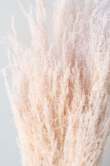 Close up of Agrostis Pale Dark Pink Pastel Color Preserved Bunch in front of white background
