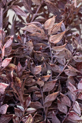 Close up of Ruscus Washed Dark Pink Matte Preserved Bunch