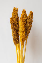 Sorghum Golden Color Preserved Bunch in front of white background
