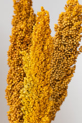 Close up of Sorghum Golden Color Preserved Bunch in front of white background