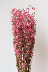 Gypsophila Paniculata Peach Color Preserved Bunch in front of white background