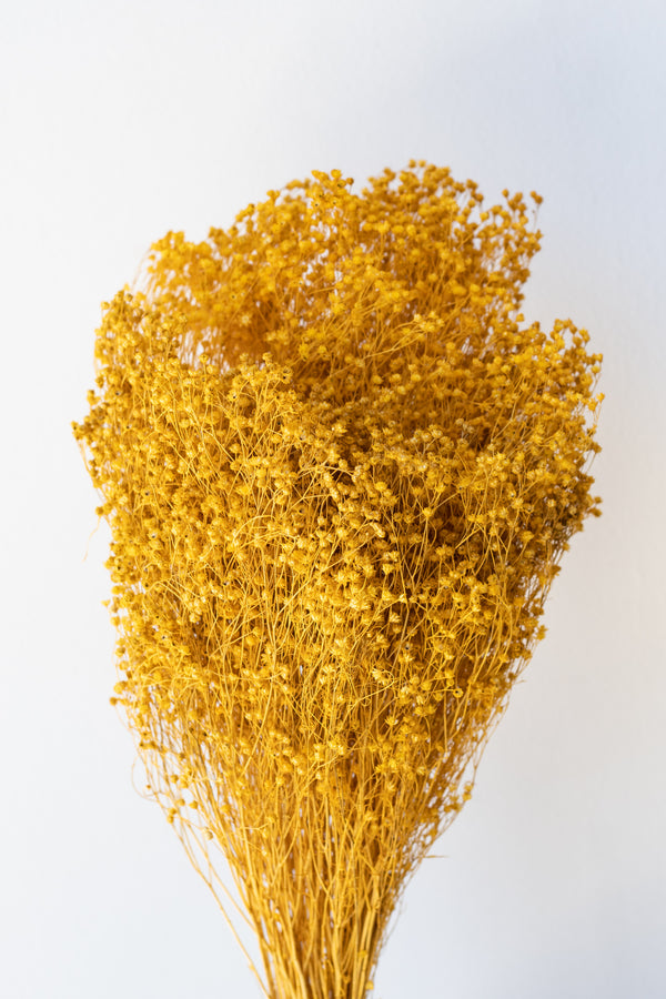 Brooms Ochre Color Preserved Bunch in front of white background