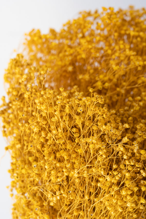 Close up of Brooms Ochre Color Preserved Bunch in front of white background