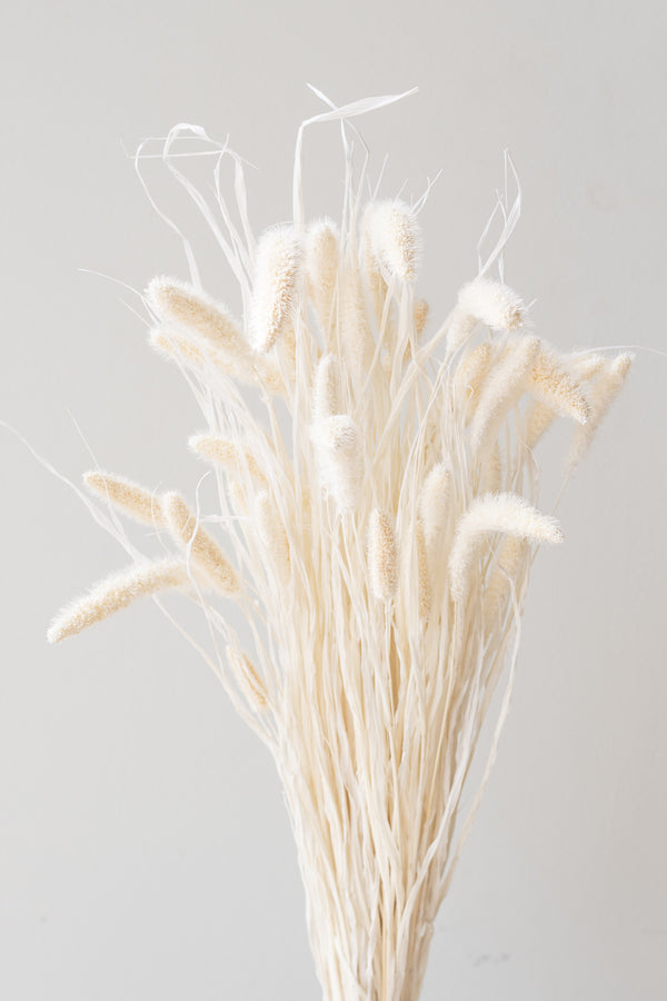 Setaria Bleached Pastel Color Preserved Bunch in front of white background