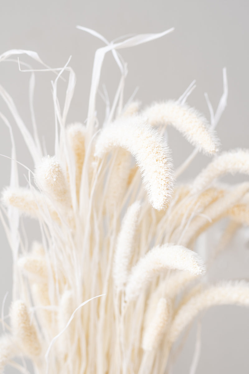 Close up of Setaria Bleached Pastel Color Preserved Bunch in front of white background