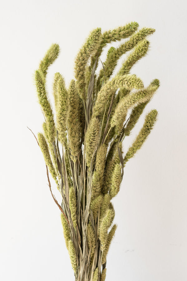 Setaria Green Color Preserved Bunch in front of white background