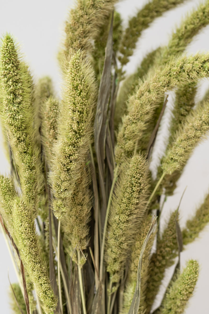 Close up of Setaria Green Color Preserved Bunch in front of white background