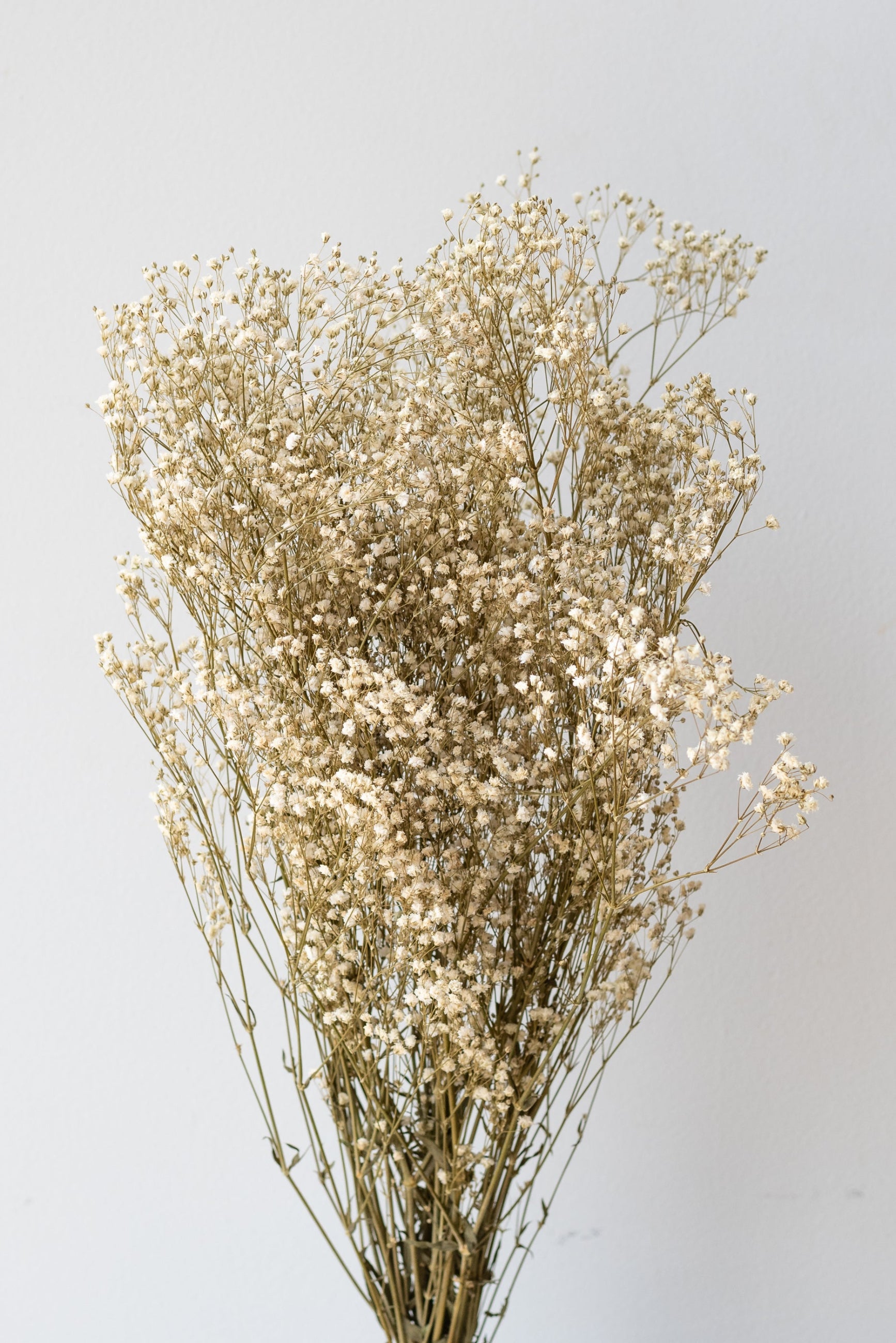 Gypsophila Paniculata Natural Preserved Bunch in front of white background ©Sprout Home